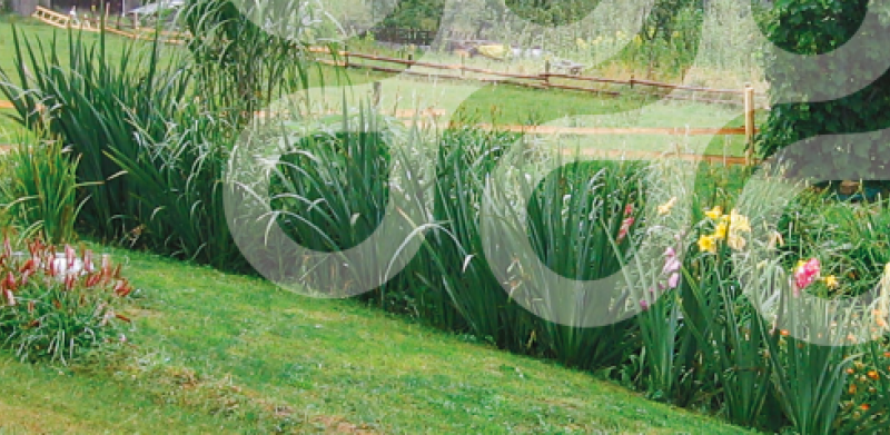 Грунтово-растительная площадка для очистки сточных вод